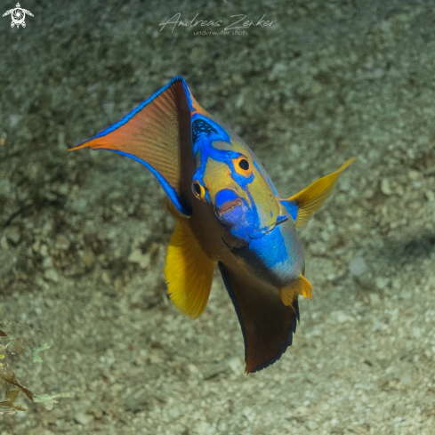 A Holacanthus ciliaris | Queen angelfish