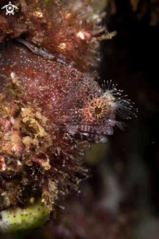 A Tube blenny