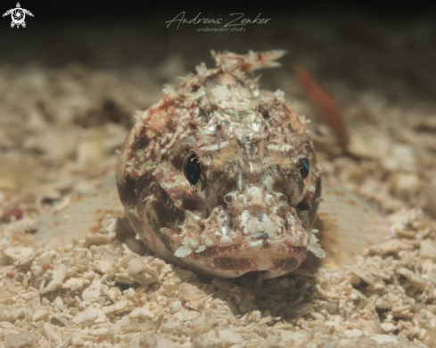 A Scorpaena inermis | Mushroom Scorpionfish