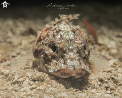 A Mushroom Scorpionfish