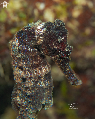 A Seahorse