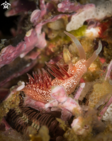A Flabellina telja nudibranch | Pink Telja nudibranch