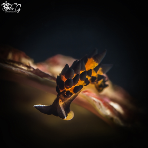 A Placida cremoniana | Nudibranch