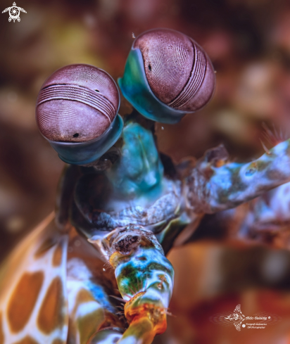 A Mantis Shrimp
