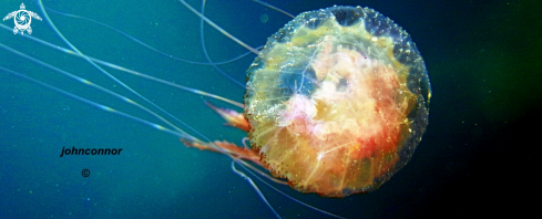 A Pelagia noctiluca | Méduse Péagique