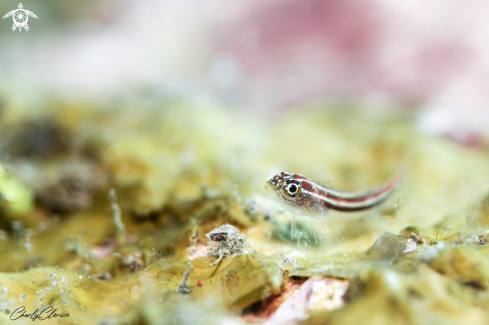A Stripped Pigmy Goby