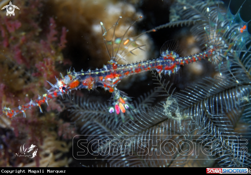 A Ghost pipefish 
