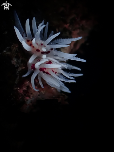 A Nudibranch