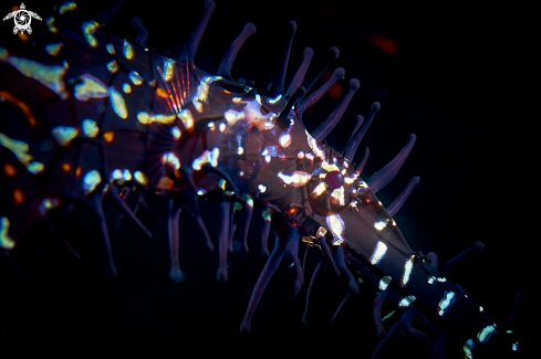 A Solenostomus paradoxus | PIPEFISH