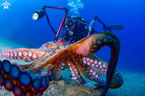 A Octopus vulgaris