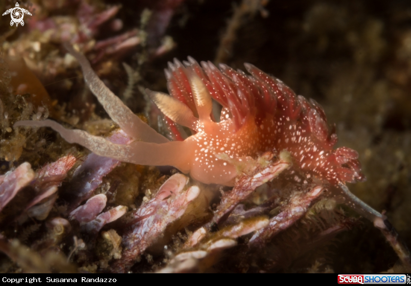 A Pink Telja nudibranch