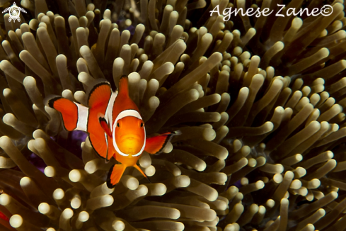 A Amphiprion ocellaris | Clownfish