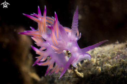 A nudi