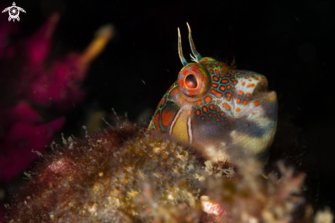 A Hypsoblennius invemar | Tessellated blenny