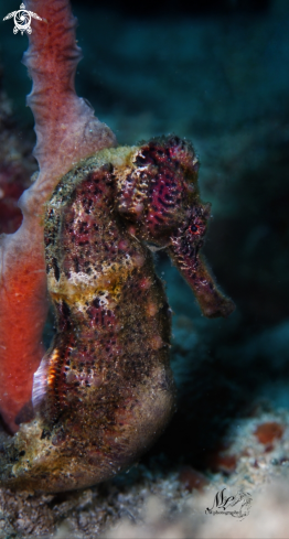 A Seahorse 