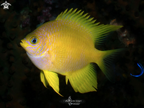 A Golden Damselfish