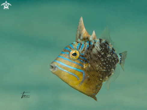 A Queen Triggerfish