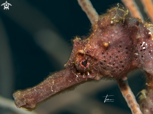 A Hippocampus reidi | Seahorse