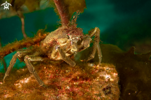 A Hyas araneus | Hyas araneus