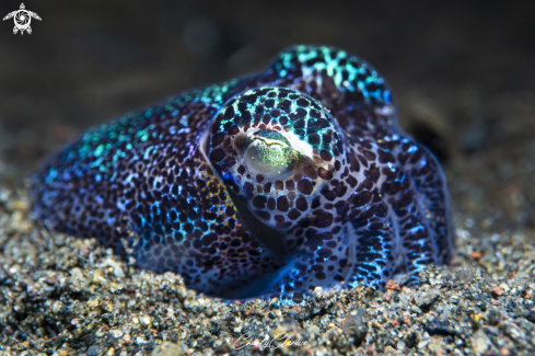 A Berry's Bobtail Squid