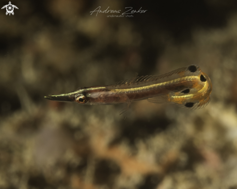 A Arrow blenny