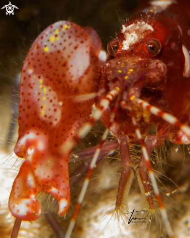 A Alpheus armatus | Red Snapping Shrimp