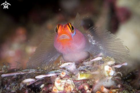 A Elacatinus puncticulatus