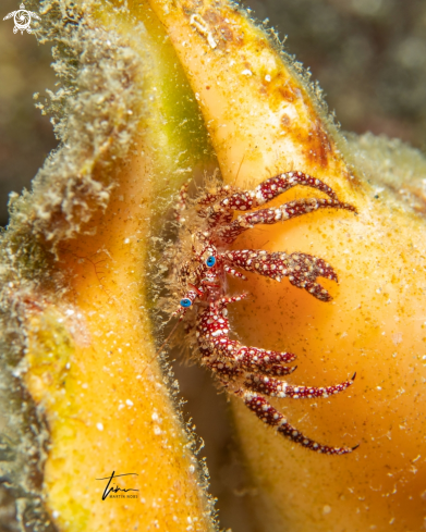 A Paguristes puncticeps | White Speckled Hermit Crab