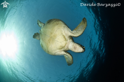 A Chelonia mydas | Turtle