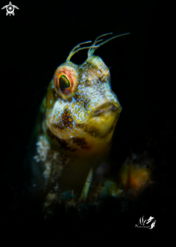 A Seaweed blenny