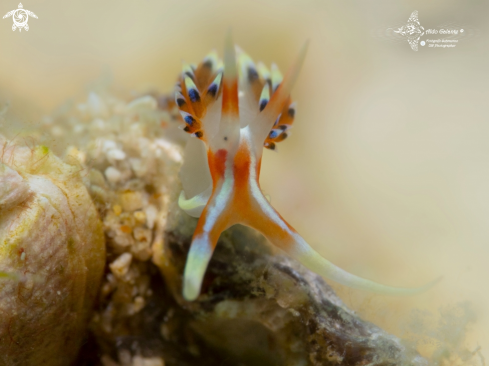 A Sea Slug-Nudibranch (25 mm)