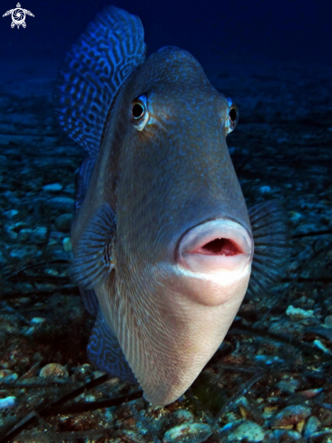 A Mediterranean Triggerfish