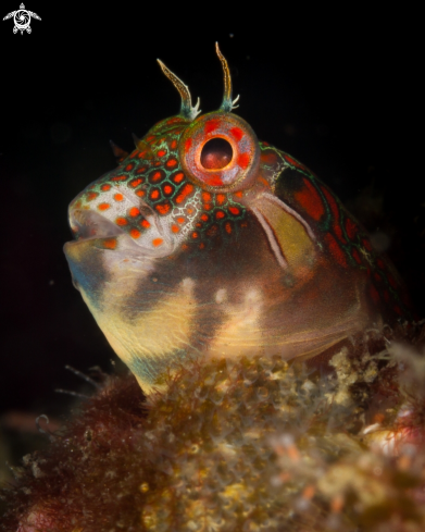 A Tessellated blenny