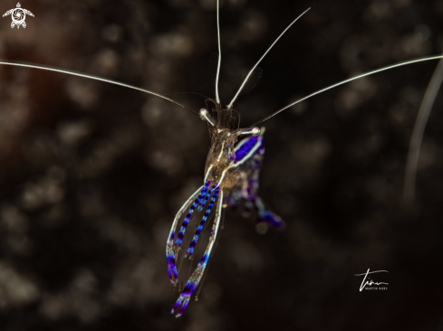 A Pederson's Cleaner Shrimp