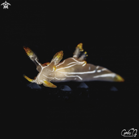 A Nudibranch