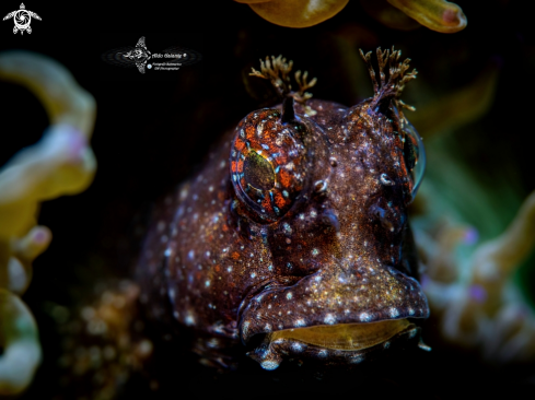 A Starry Blenny 