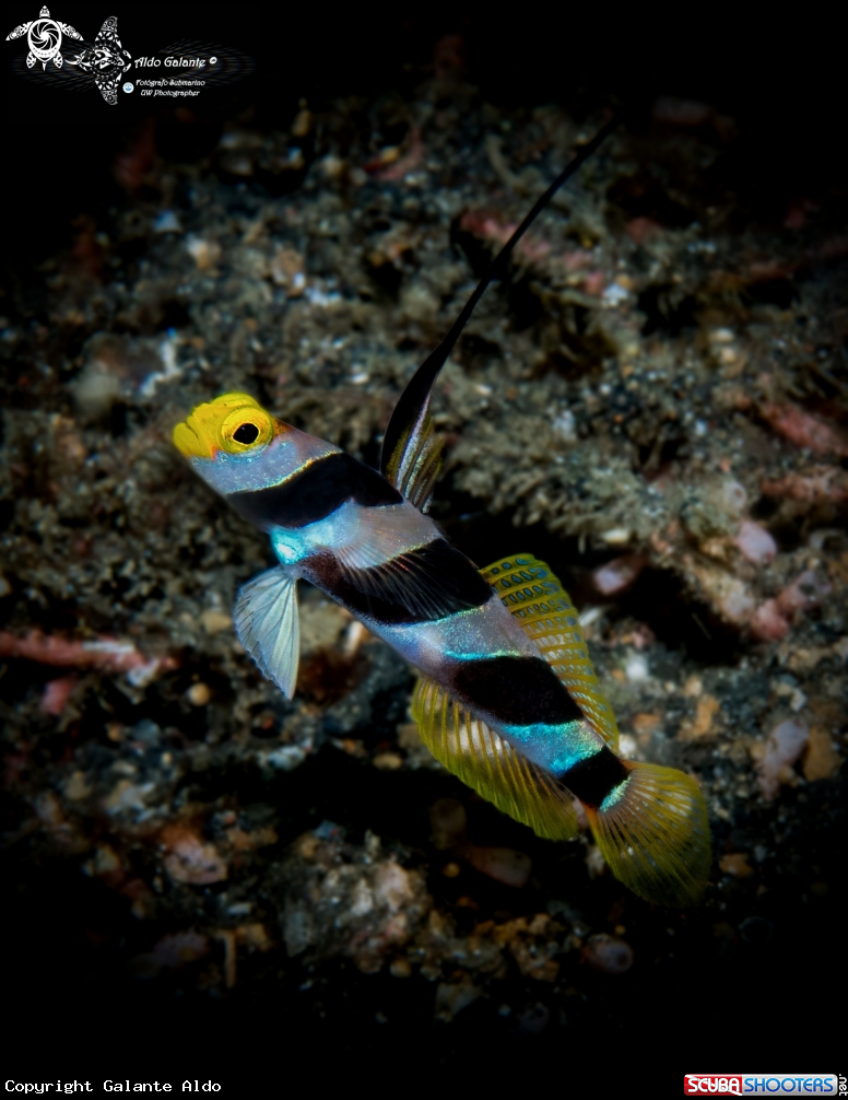 A Yellow Nose Shrimp Goby