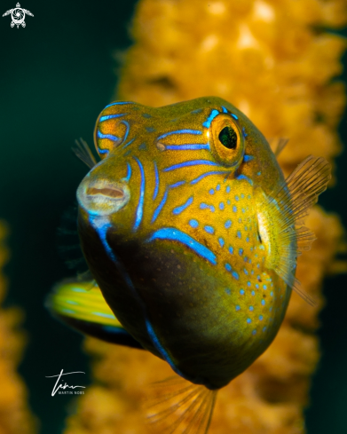 A Canthigaster rostrata | Sharpnose Pufferfish