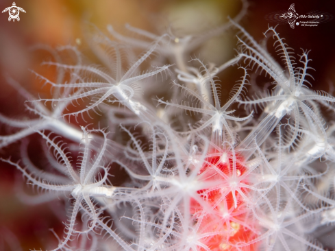 A Soft Coral