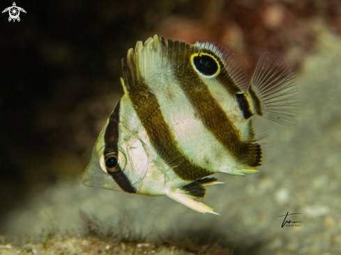A Chaetodon striatus | Banded Butterflyfish