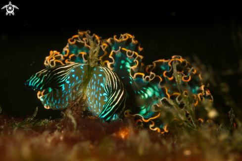 A Elysia diomedea | Danzarina mexicana nudibranch