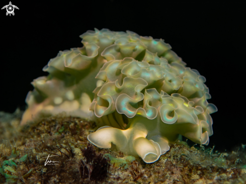 A Lettuce Sea Slug