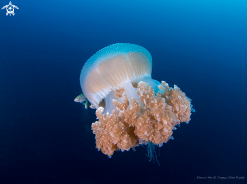 A Jellyfish