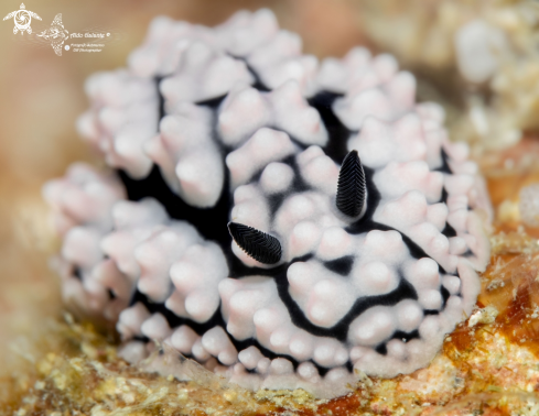 A Phyllidiidae Nudibranch