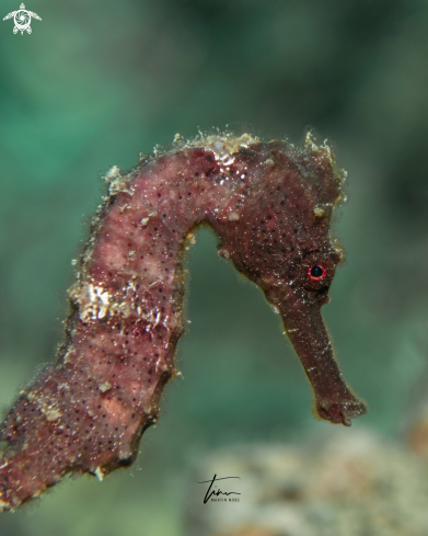 A Hippocampus reidi | Seahorse