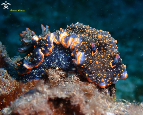 A Glossodoris edmundsi | Nudibranquio