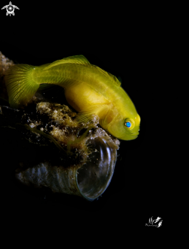 A Yellow Gobyfish