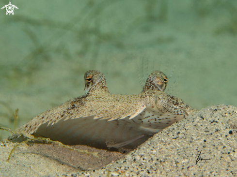 A Mottled Flounder