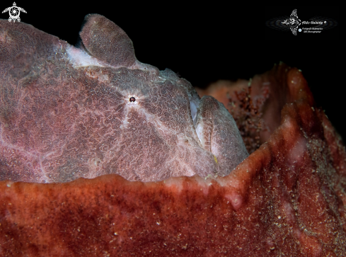 A Giant Frogfish