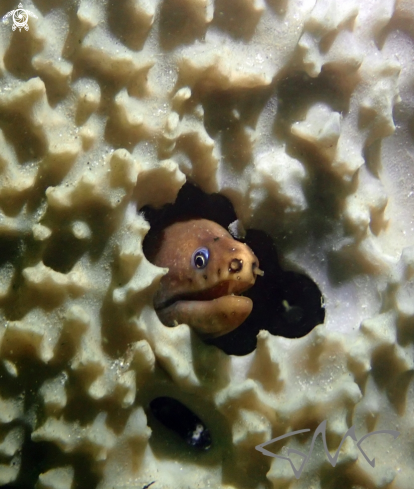 A Green Moray Eel